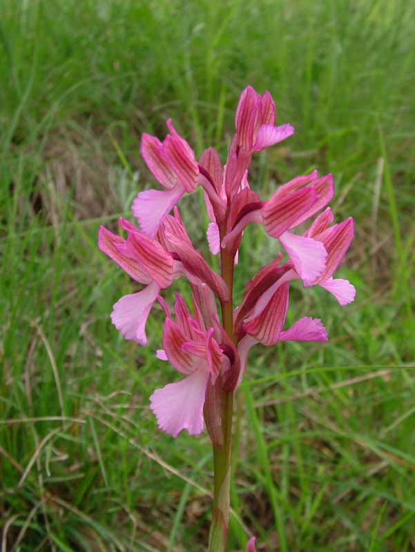 Anacamptis xgennarii (Orchis morio x O. papilionacea)